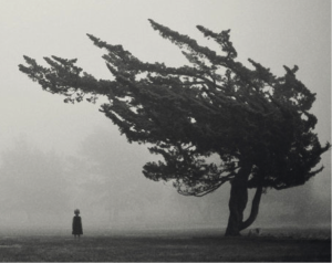 shaken tree
