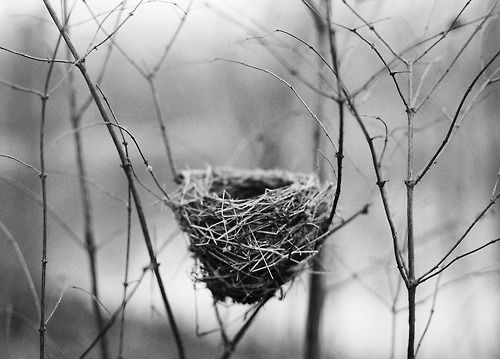 Birds-nest-5