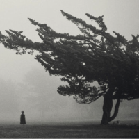 shaken tree
