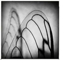 Cicarda’s Song wings