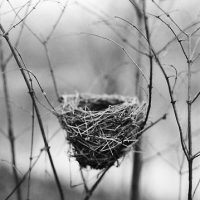 Birds-nest-5